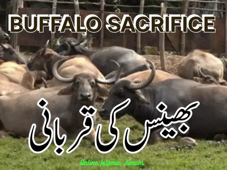 Buffalo Sacrifice