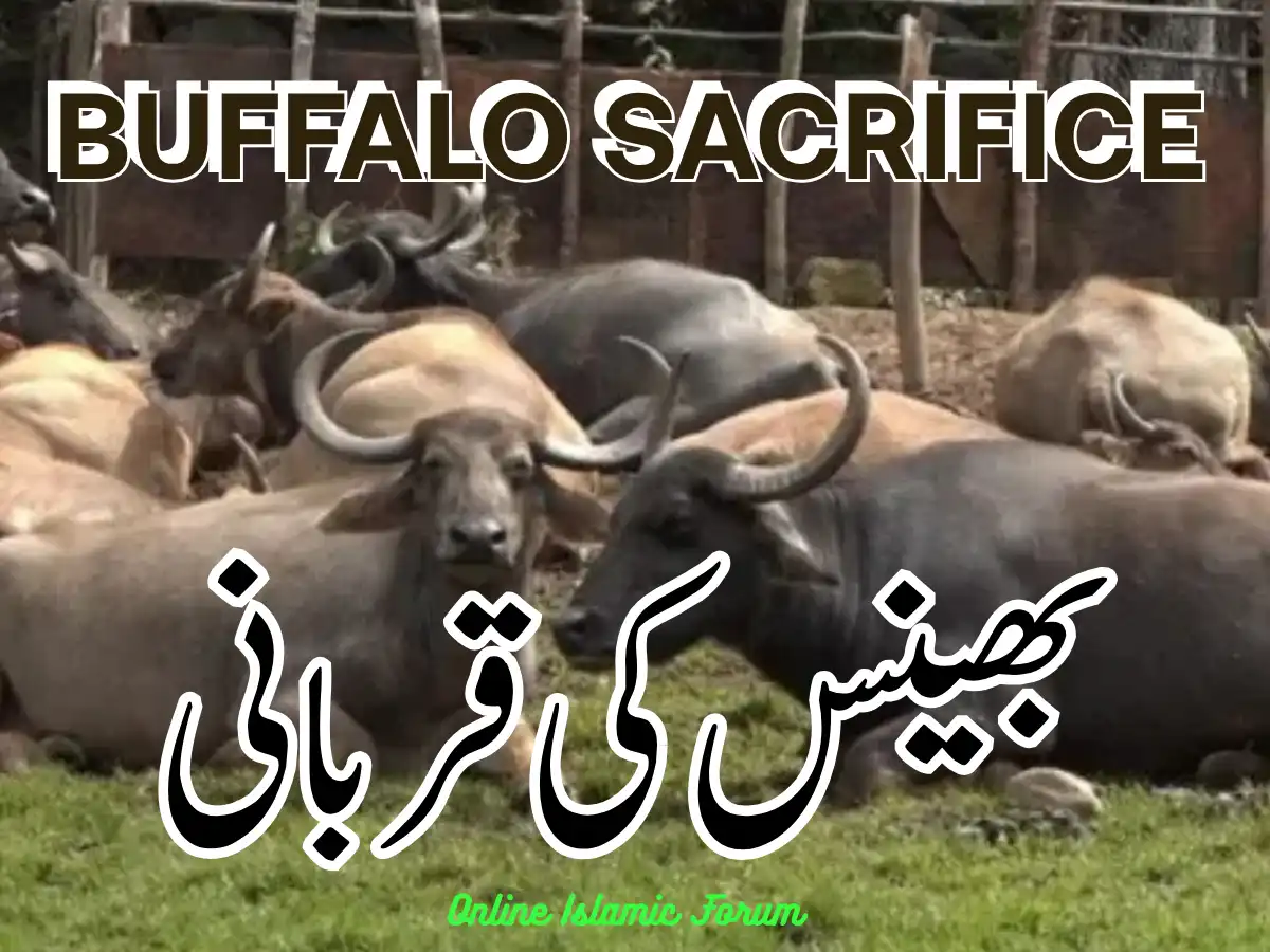 Buffalo Sacrifice